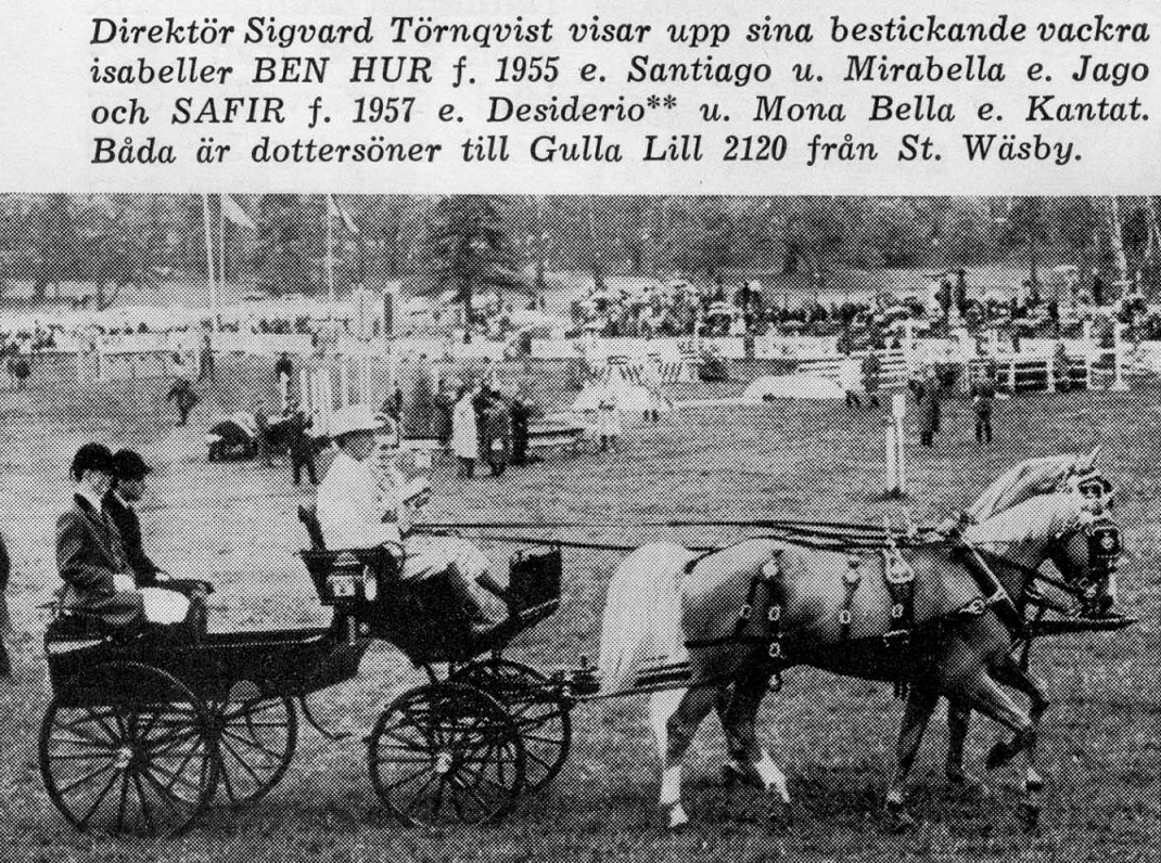 Ben Hur & Safir
Foto ur Hästen 1963, fått av Marie Munktell