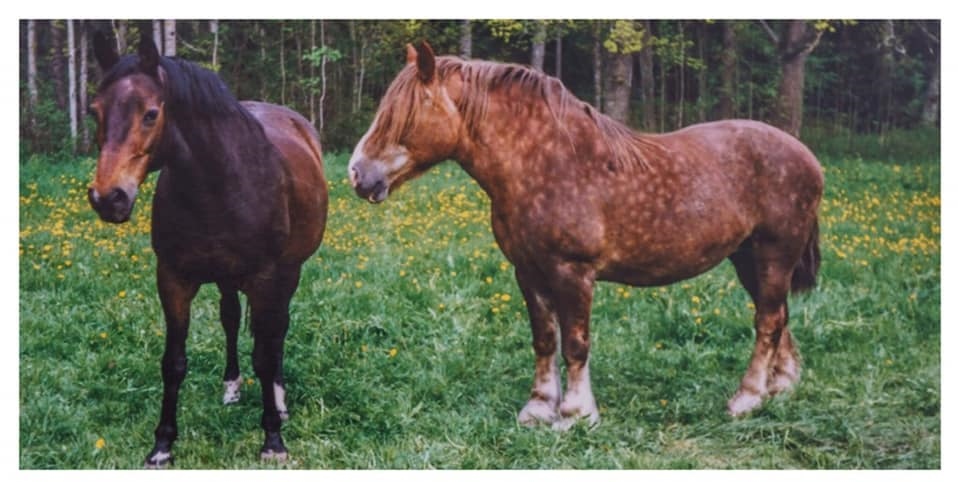 Bellona och en ardenner
Foto Pernilla Evin
